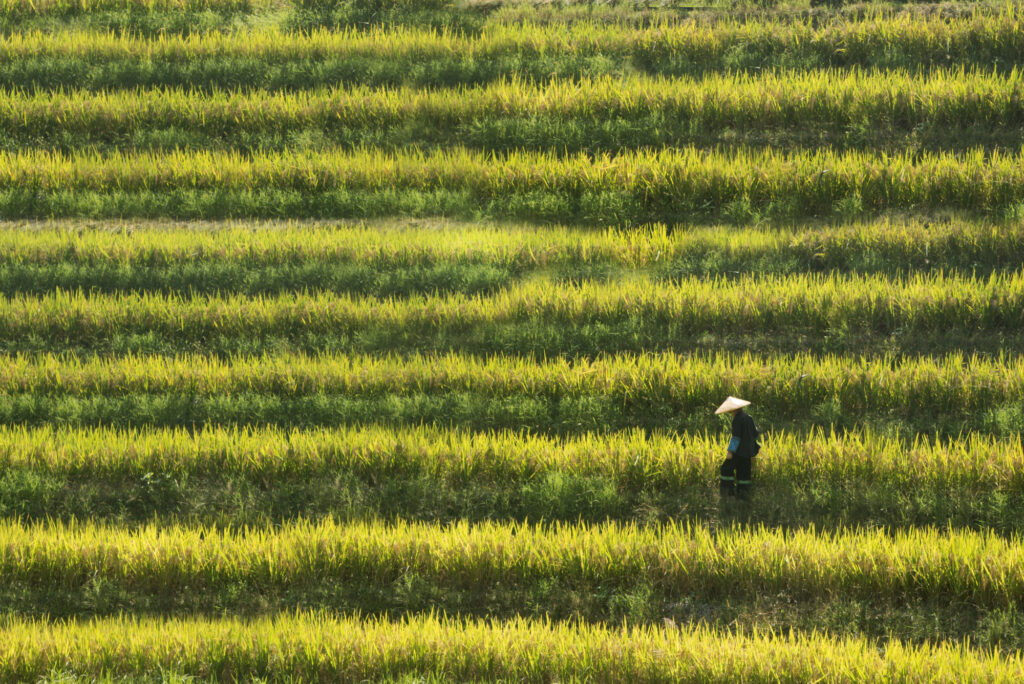 High angle view of person wearing traditional straw hat walking through rice field.
